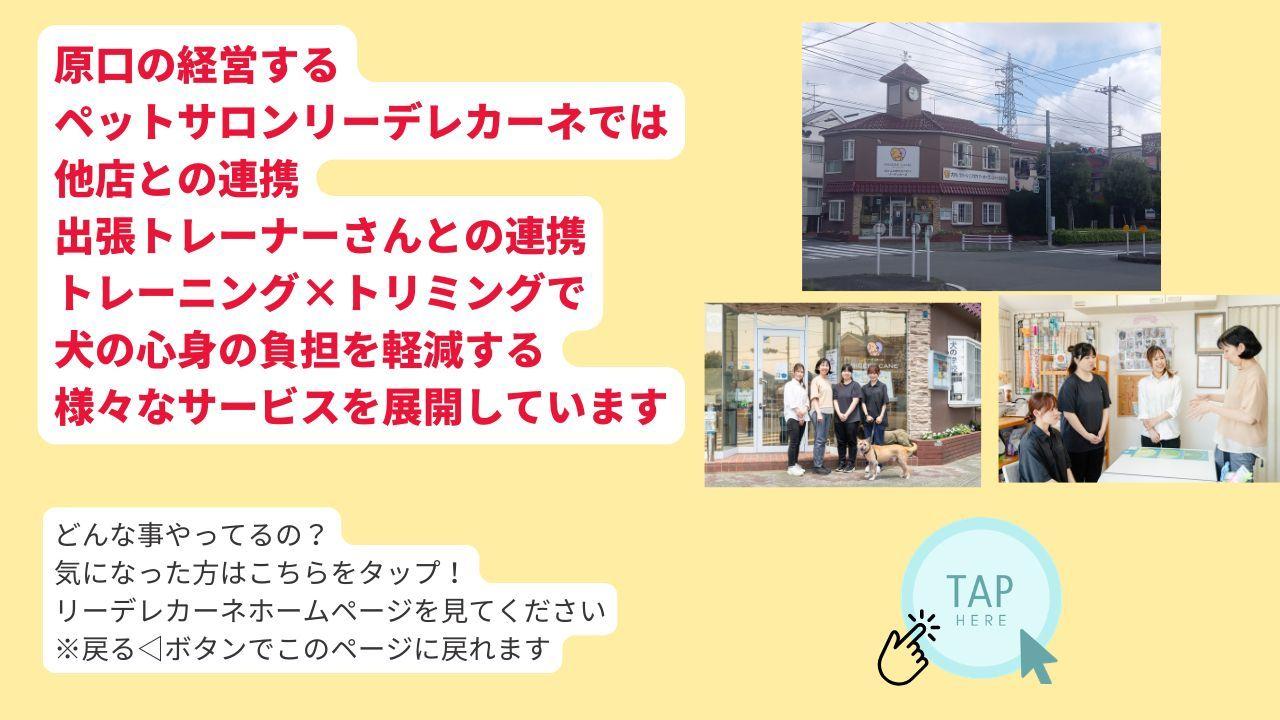 原口の経営する ペットサロンリーデレカーネでは 他店との連携 出張トレーナーさんとの連携 トレーニング×トリミングで 犬の心身の負担を軽減する 様々なサービスを展開しています